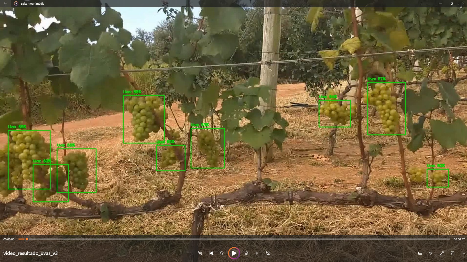 Grape Object Detection in smartphone images and video Preview
